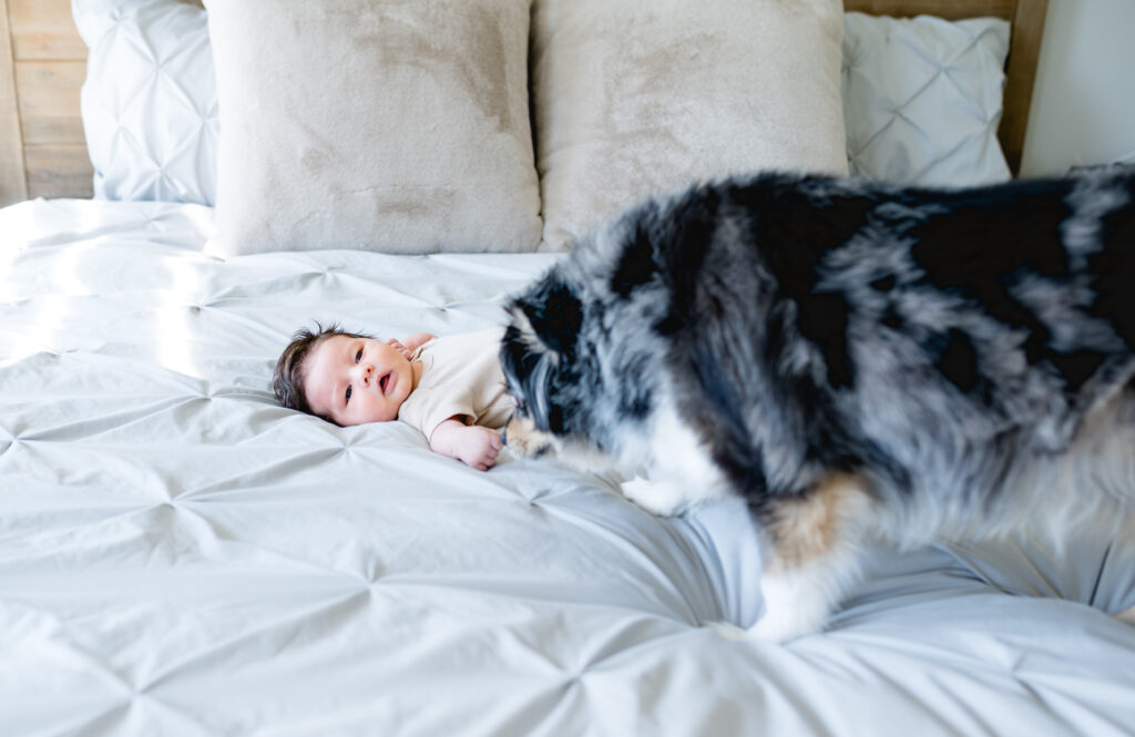 The family dog smells the newborn baby while standing on the parent's bed.
